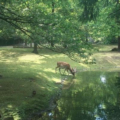 酷爱原地踩奶的小猫，等命定的主人接她回家@上海